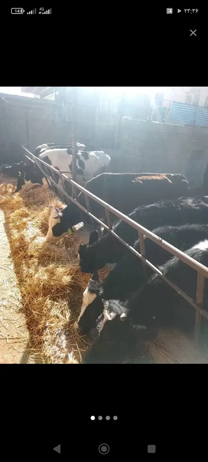 گاو و گوساله|حیوانات مزرعه|مرودشت, مجد آباد|دیوار