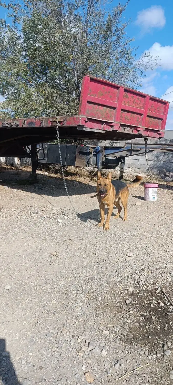 سگ گرگی نژاد ژرمن|سگ|اردبیل, |دیوار