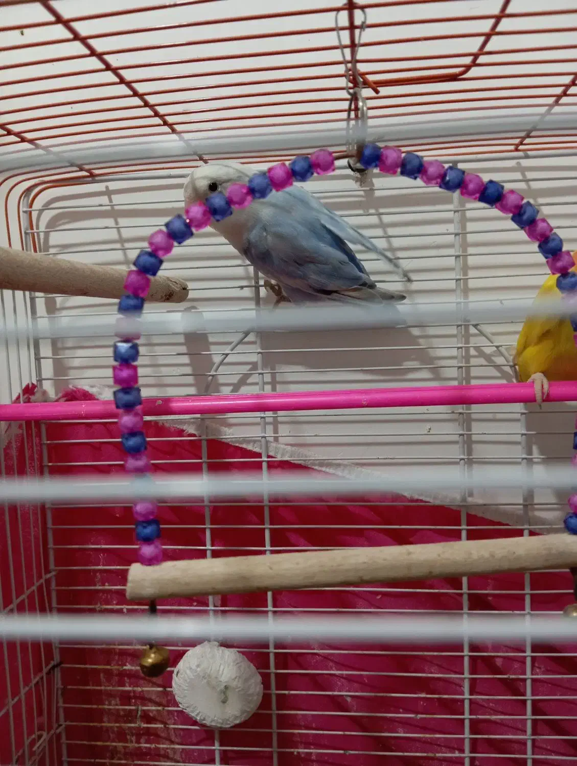 کوتوله برزیلی|پرنده|فولادشهر, زاینده رود|دیوار