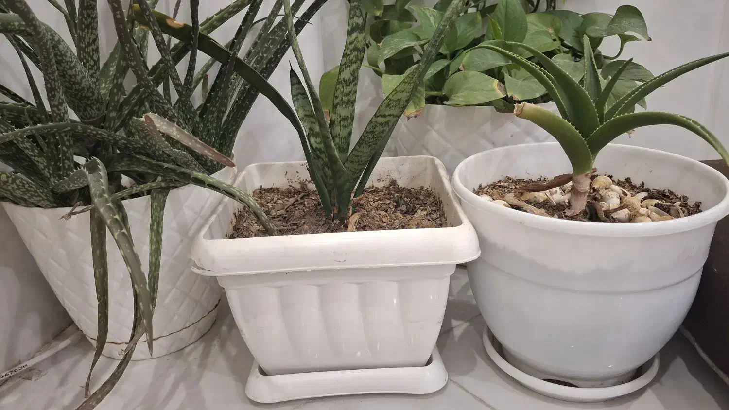 گل طبیعی قیمت مناسب|گل و گیاه طبیعی|بیرجند, |دیوار