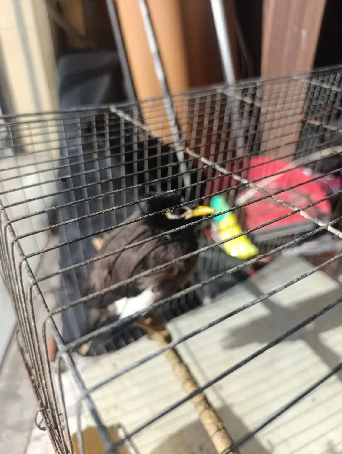 مرغ مینا|پرنده|پاکدشت, پاکدشت (مامازند)|دیوار