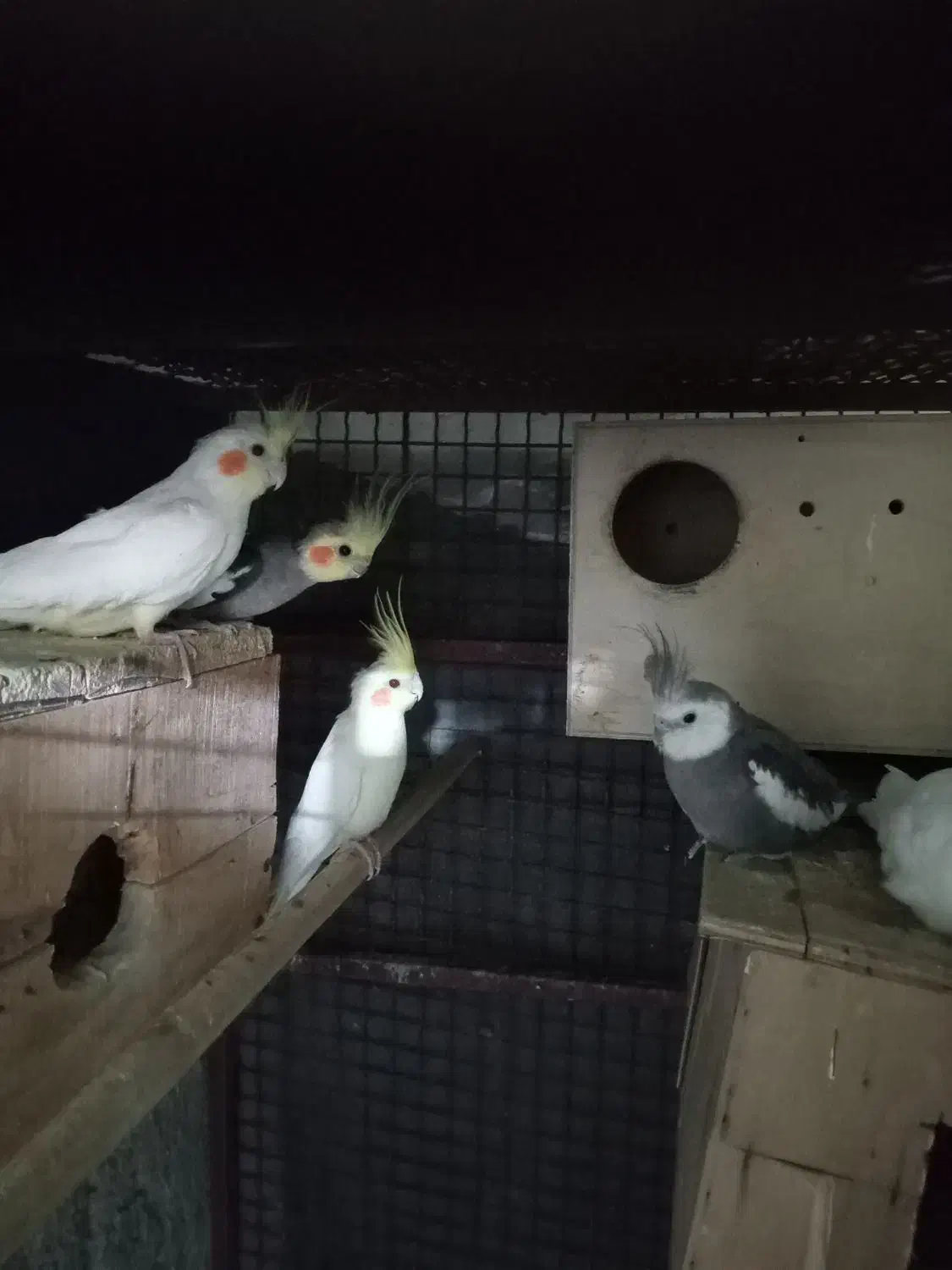 عروس هلندی|پرنده|قشم, |دیوار