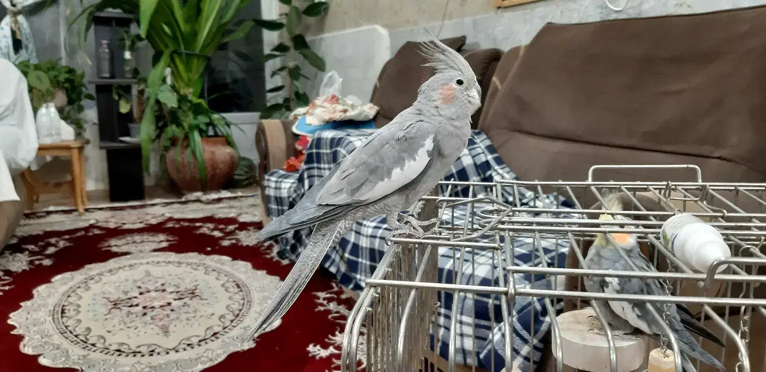 عروس هلندی|پرنده|نجفآباد, رجایی شمالی|دیوار