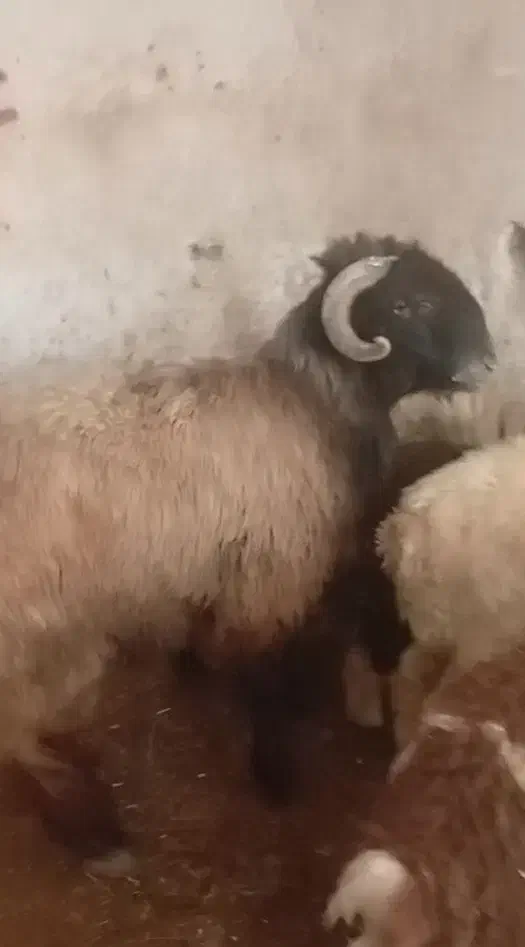 نرمیش|حیوانات مزرعه|گتوند, |دیوار