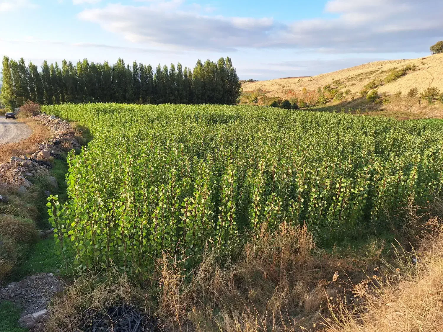 نهال صنوبر نیگرا و گردو چندلر فرانکی ژنتیپ برتر|گل و گیاه طبیعی|مشگین شهر, |دیوار