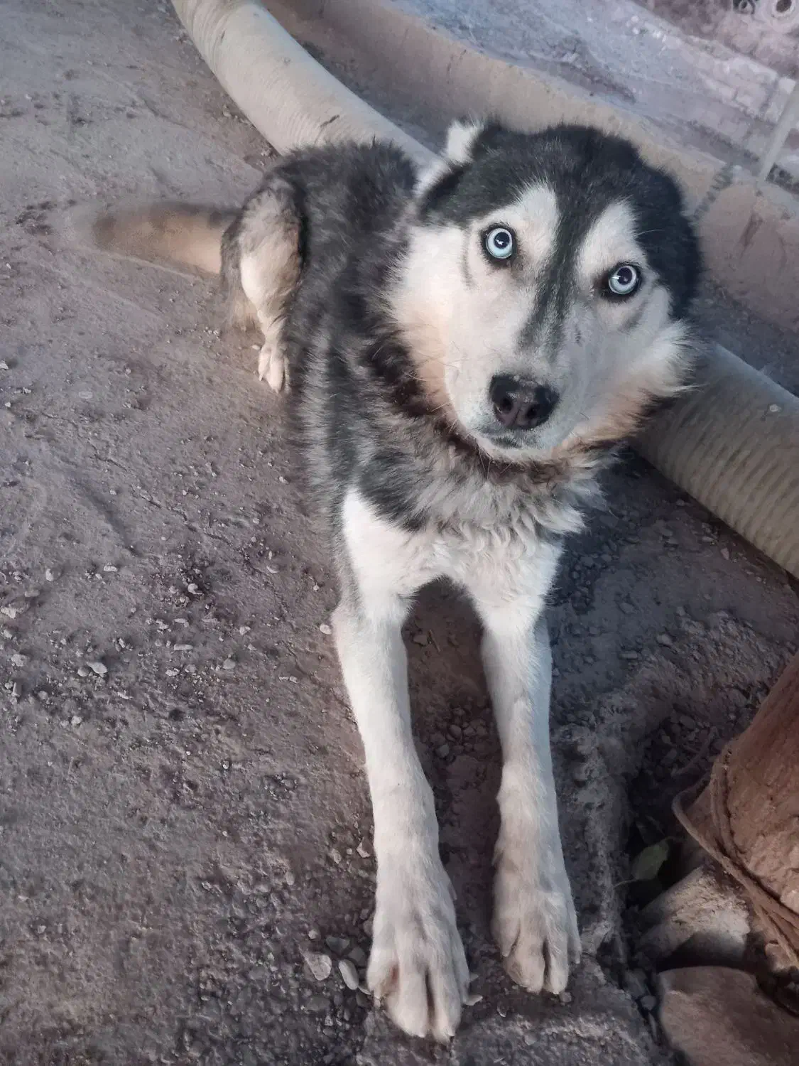 سگ هاسکی|سگ|تایباد, |دیوار