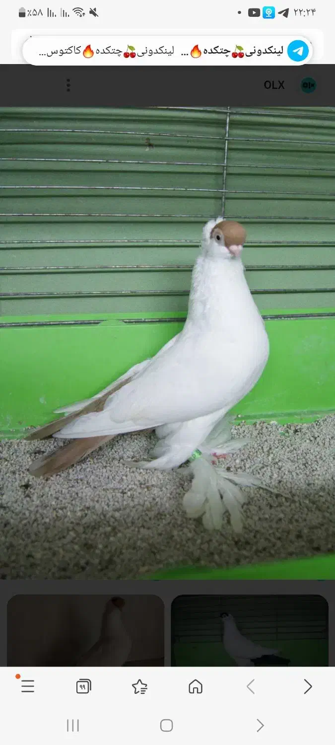 گمشده|پرنده|بندر کنگان, |دیوار