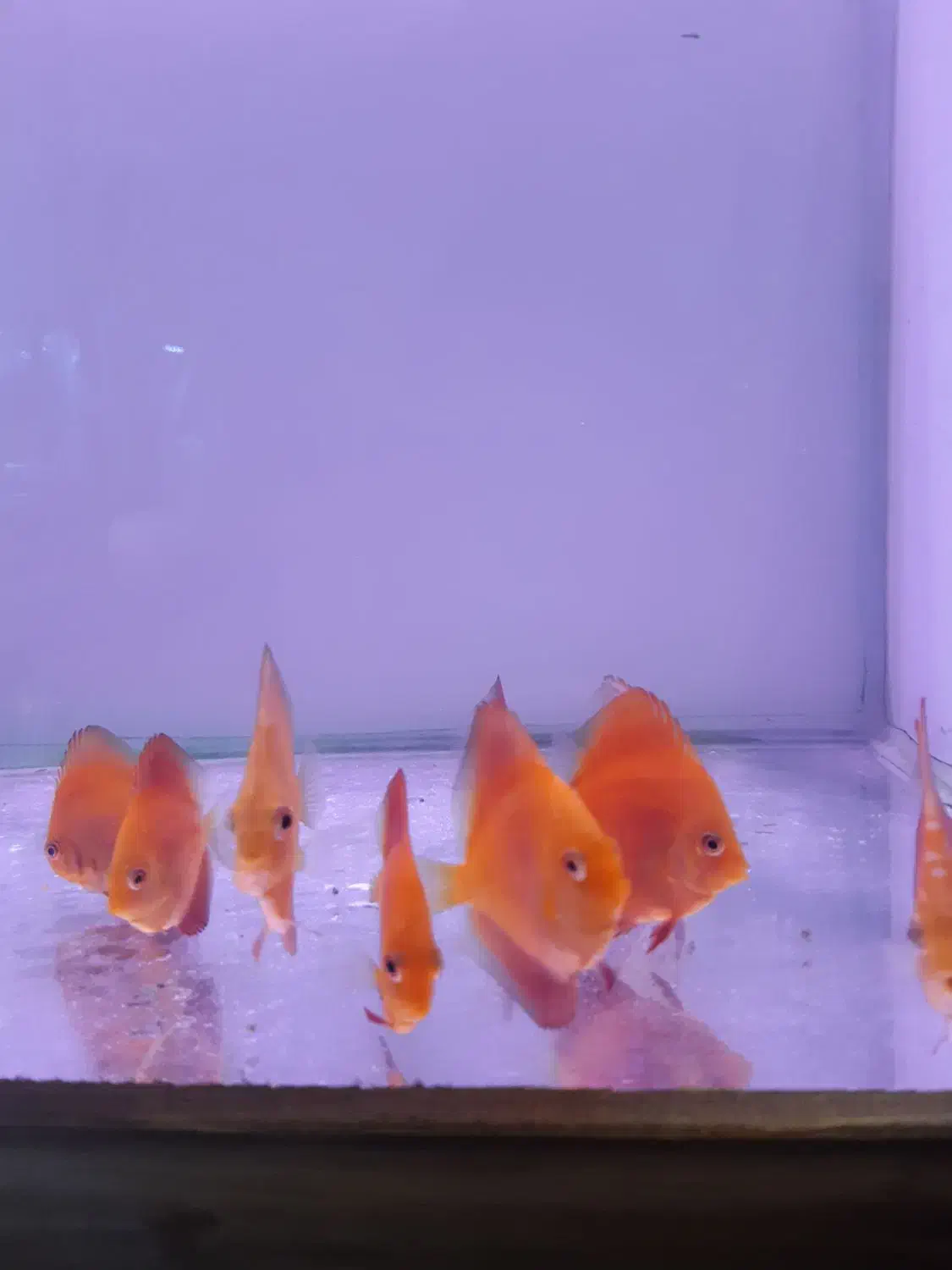 دیسکس فوجی رد|ماهی|اندیشه, اندیشه فاز ۱|دیوار