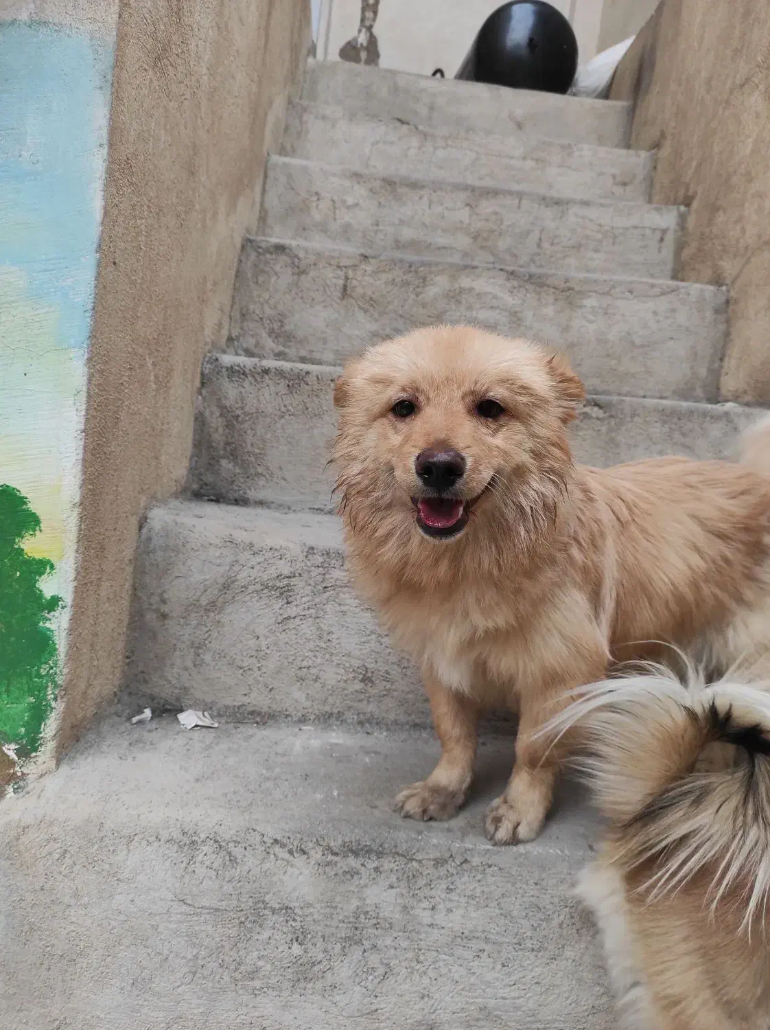 سگ اشپیتز پامر خونگی گوش روباهیی)(|سگ|شیراز, شاهچراغ|دیوار