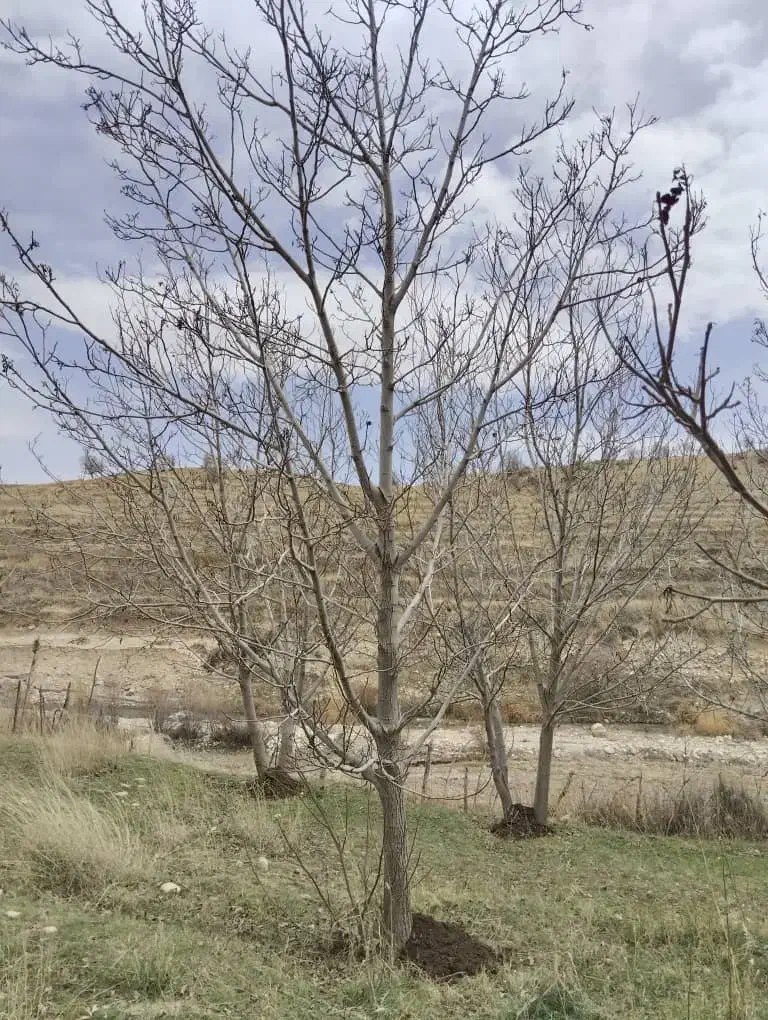 هرس باغ وباغچه|خدمات باغبانی و درختکاری|یاسوج, |دیوار