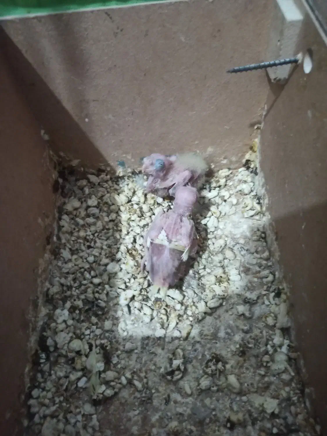 جفت عروس پاریس با جوجه|پرنده|سوسنگرد, |دیوار