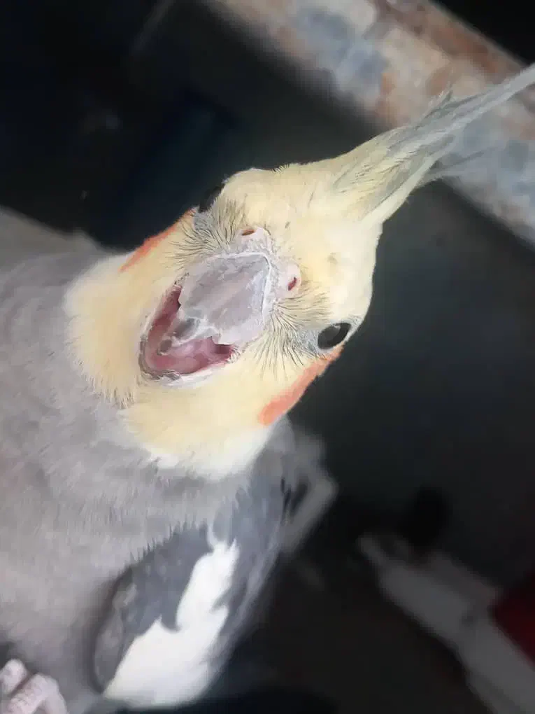 عروس هلندی عنبرآباد|پرنده|عنبرآباد, |دیوار