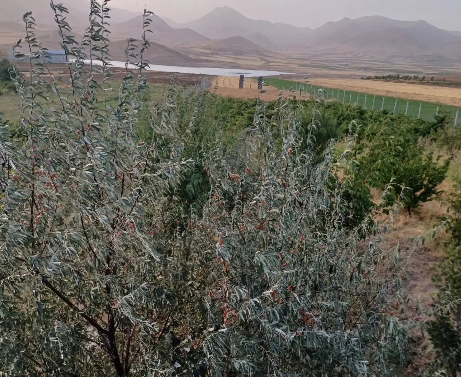 باغ فنس کشی شده و زمین آبی و ساختمان کنارسدجامیشان|فروش خانه و ویلا|سنقر, |دیوار