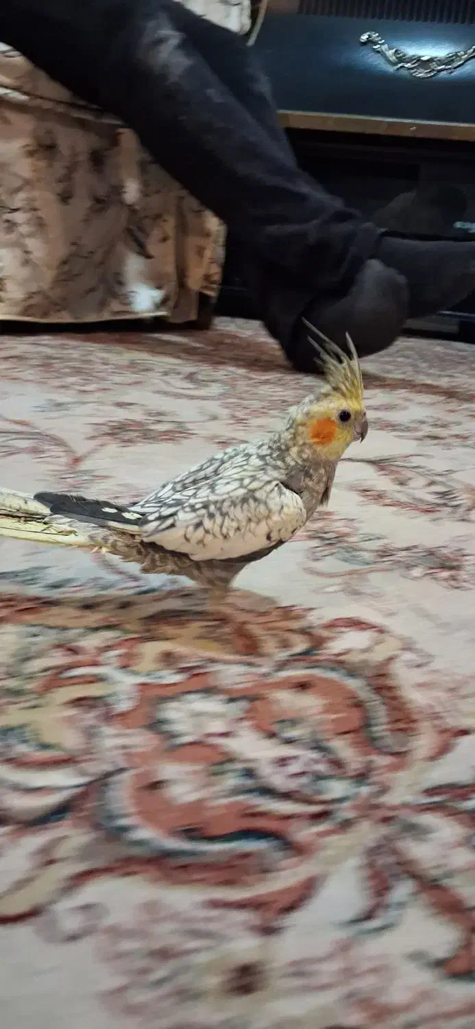 عروس هلندی مرواریدی|پرنده|اصفهان, پوریای ولی|دیوار