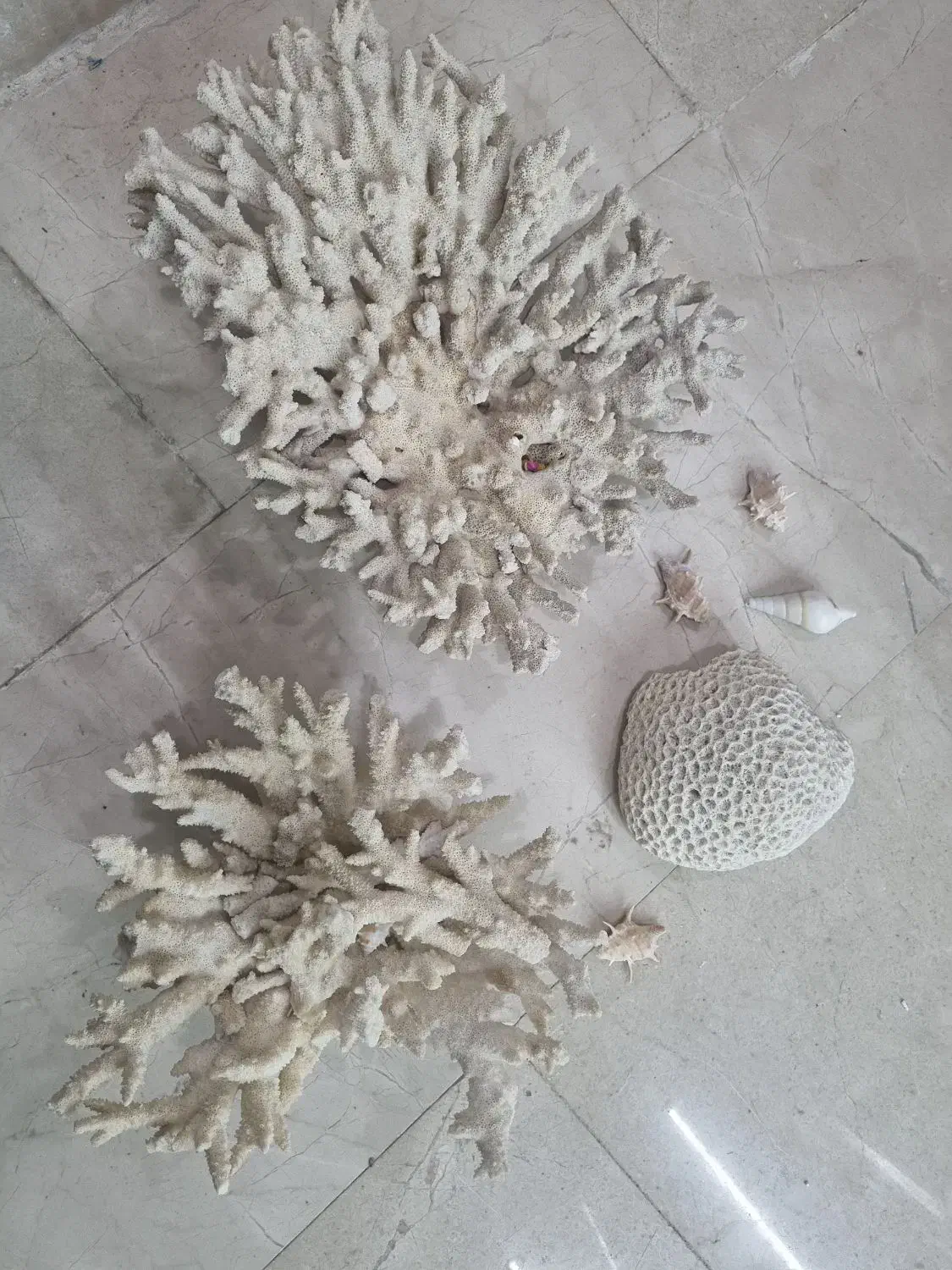 مرجان دریایی تنپ کوچک/ زیبا|ماهی|شیراز, شهرک فرزانگان|دیوار