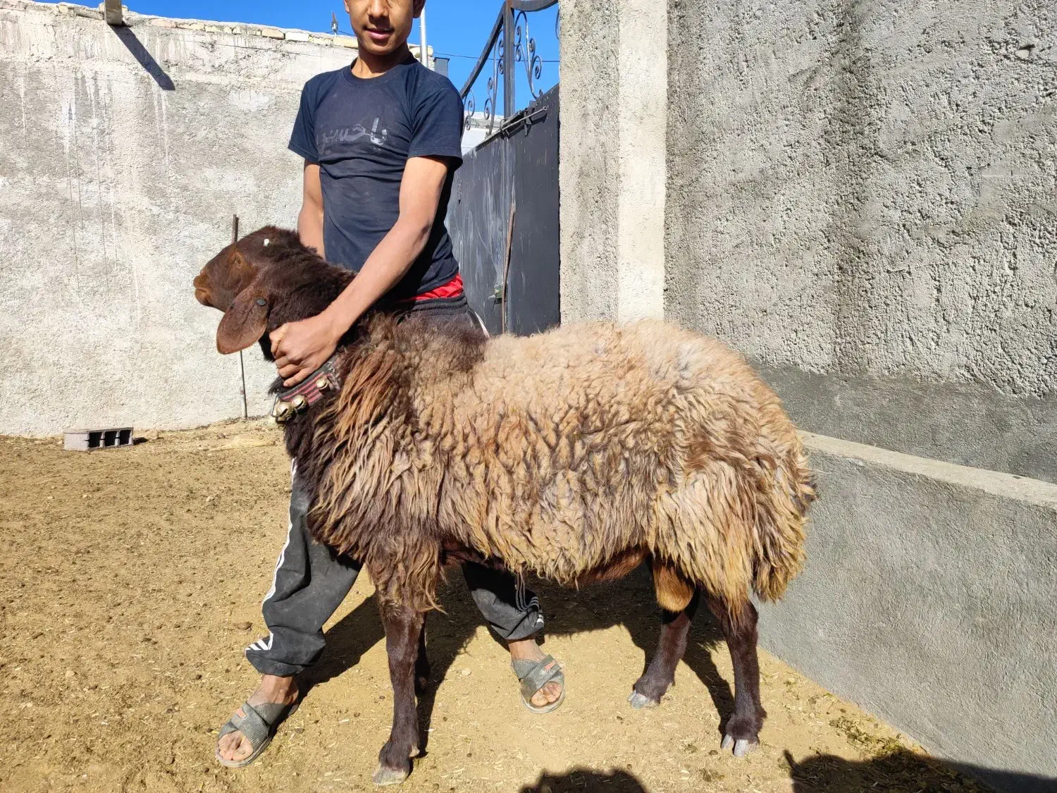 قوچ همو|حیوانات مزرعه|محلات, |دیوار