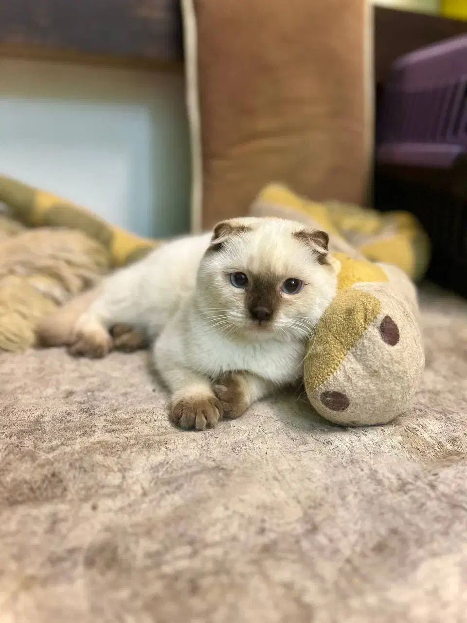 اسکاتیش دبلفولد ماده|گربه|محمدشهر, محمدشهر|دیوار