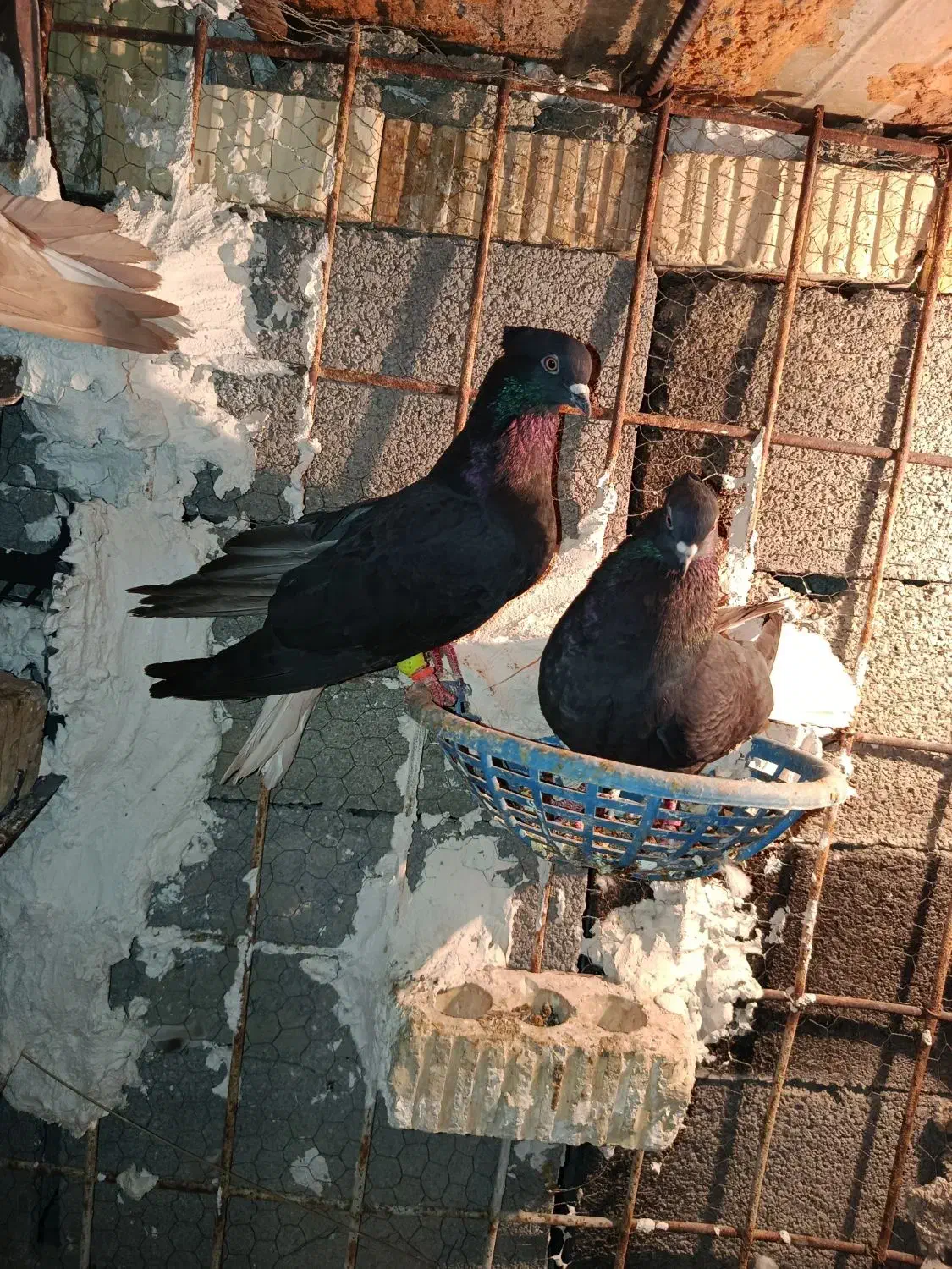 دم سفید|پرنده|بهبهان, |دیوار