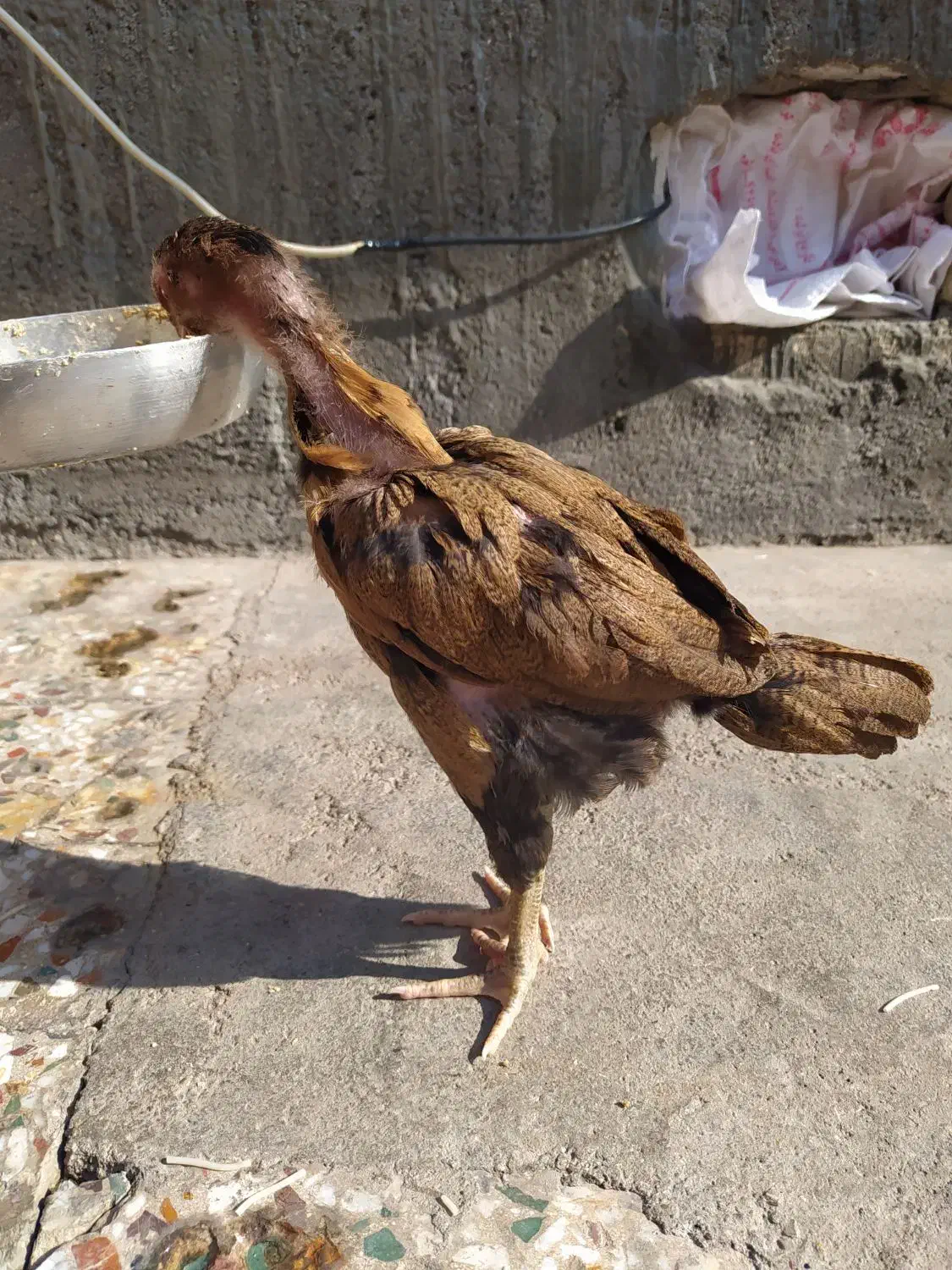 جوجه لاری ۲ ماهه|حیوانات مزرعه|شوش, |دیوار