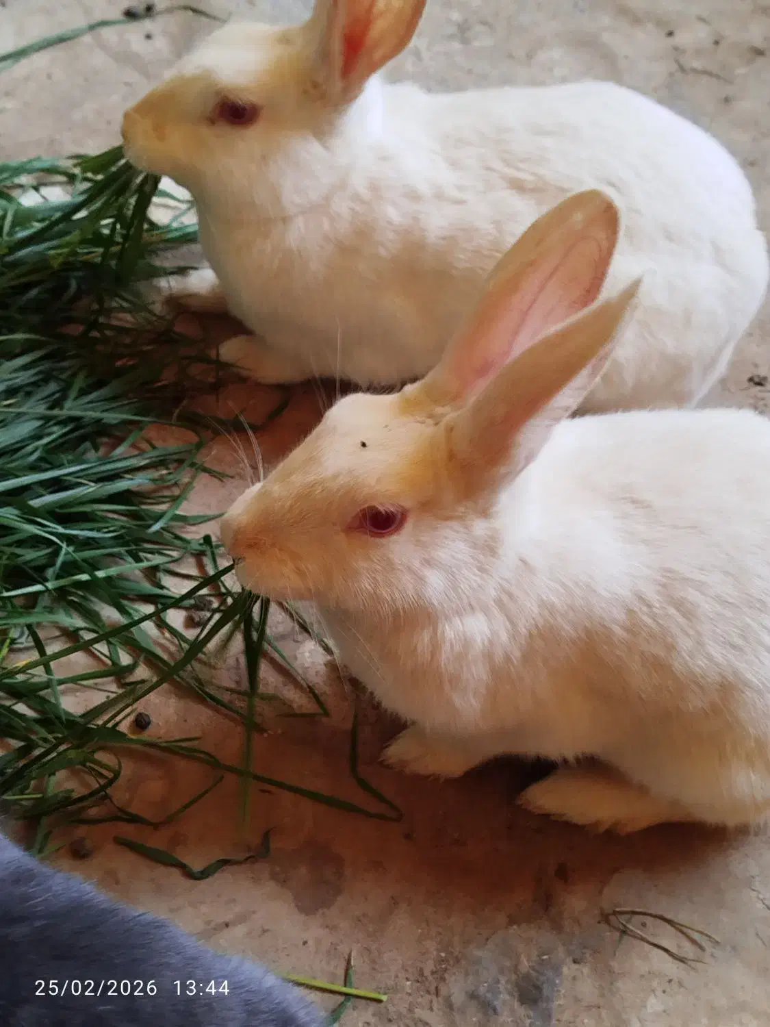 خرگوش|موش و خرگوش|یزد, |دیوار