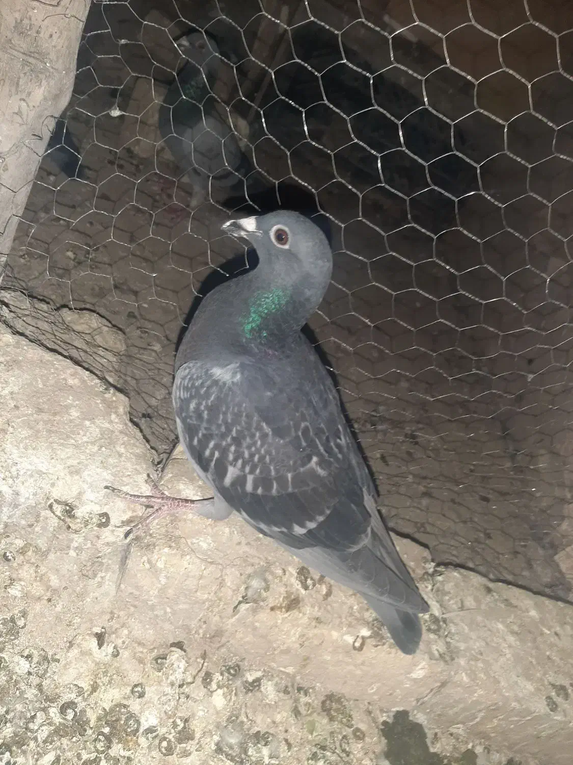 پرنده یاکبوتر|پرنده|تربت‌حیدریه, ده پائین|دیوار