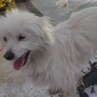 هاپو|سگ|بهارستان, |دیوار