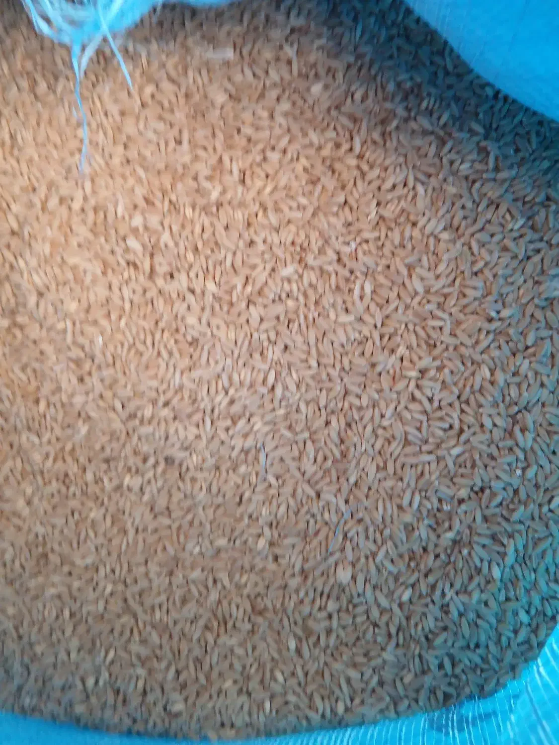 گندم بوجاری شده رقم هشترود|خوردنی و آشامیدنی|نظر کهریزی, |دیوار