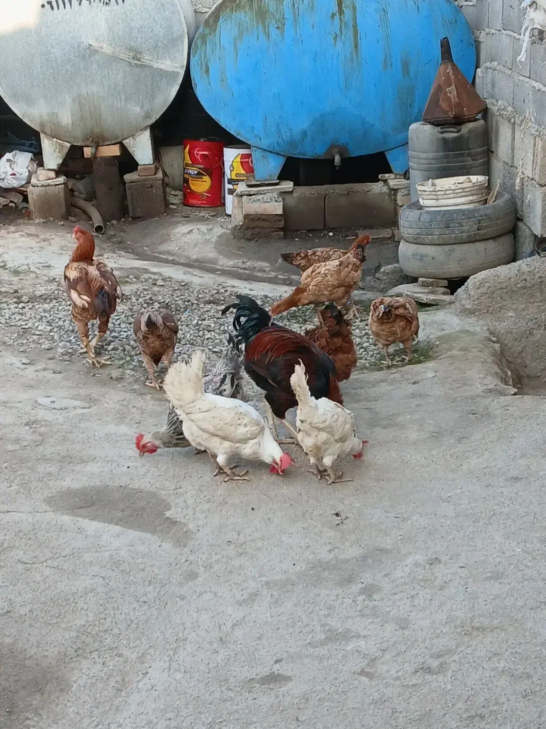 فروش مرغ لاری کرچ|حیوانات مزرعه|سنگدوین, |دیوار