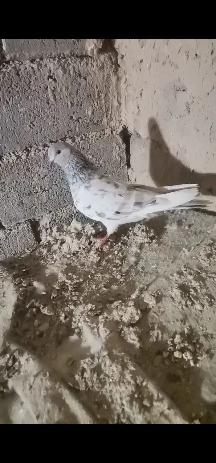 کبوتر سرور ماده|پرنده|بوکان, |دیوار