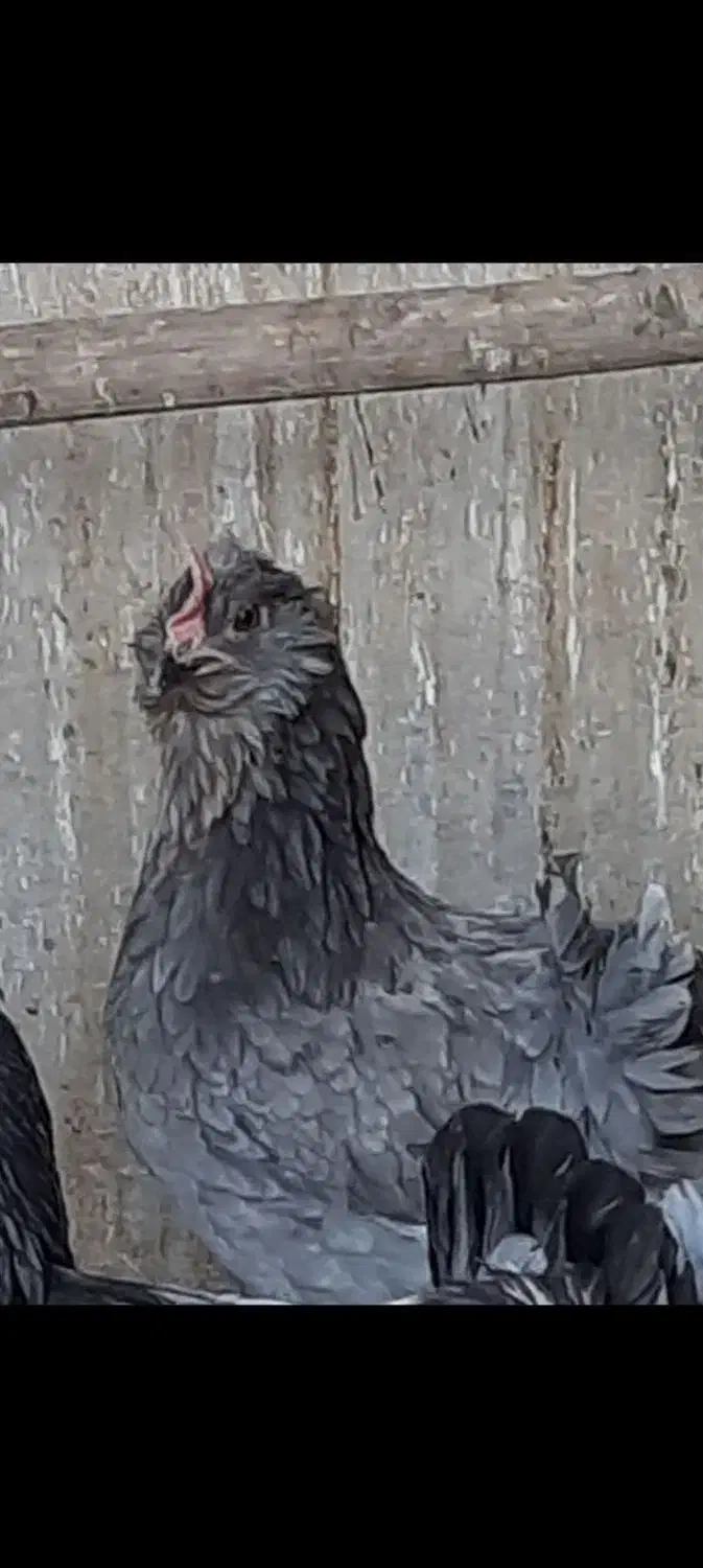 مرغ‌‌گلین|حیوانات مزرعه|ری, شهادت|دیوار