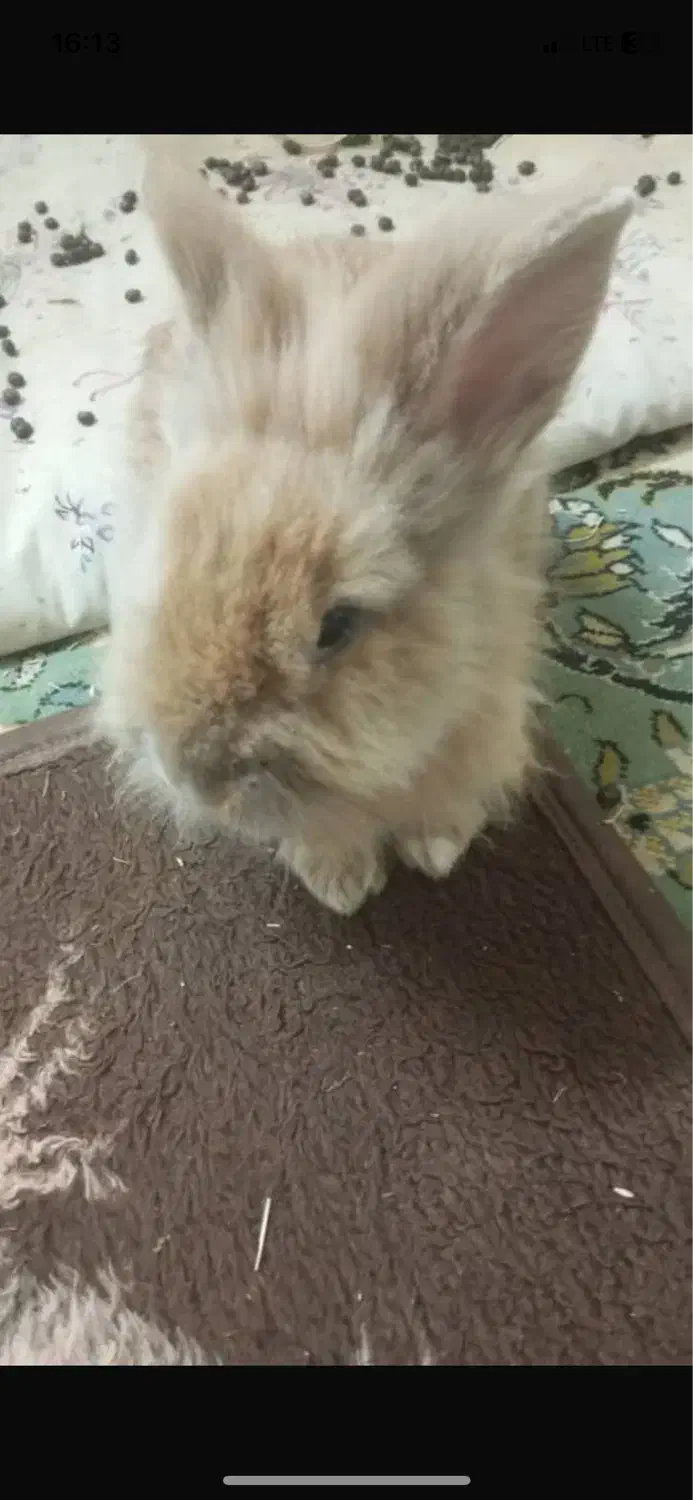 خرگوش لپ دار آرام خانگی|موش و خرگوش|آمل, |دیوار