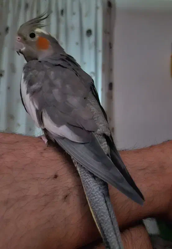 عروس هلندی گم شده|حیوانات|ساوه, |دیوار