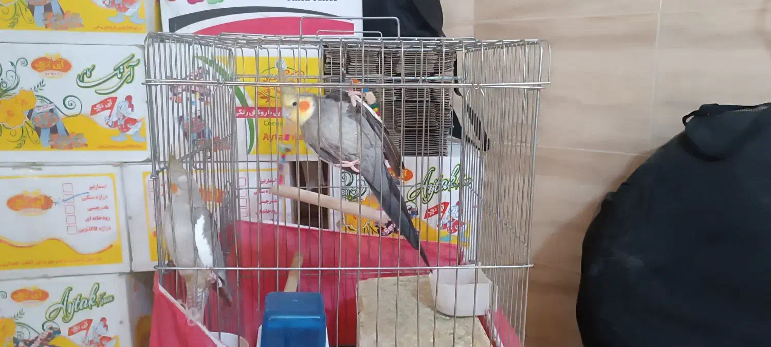 عروس هلندی|پرنده|شیراز, محراب|دیوار