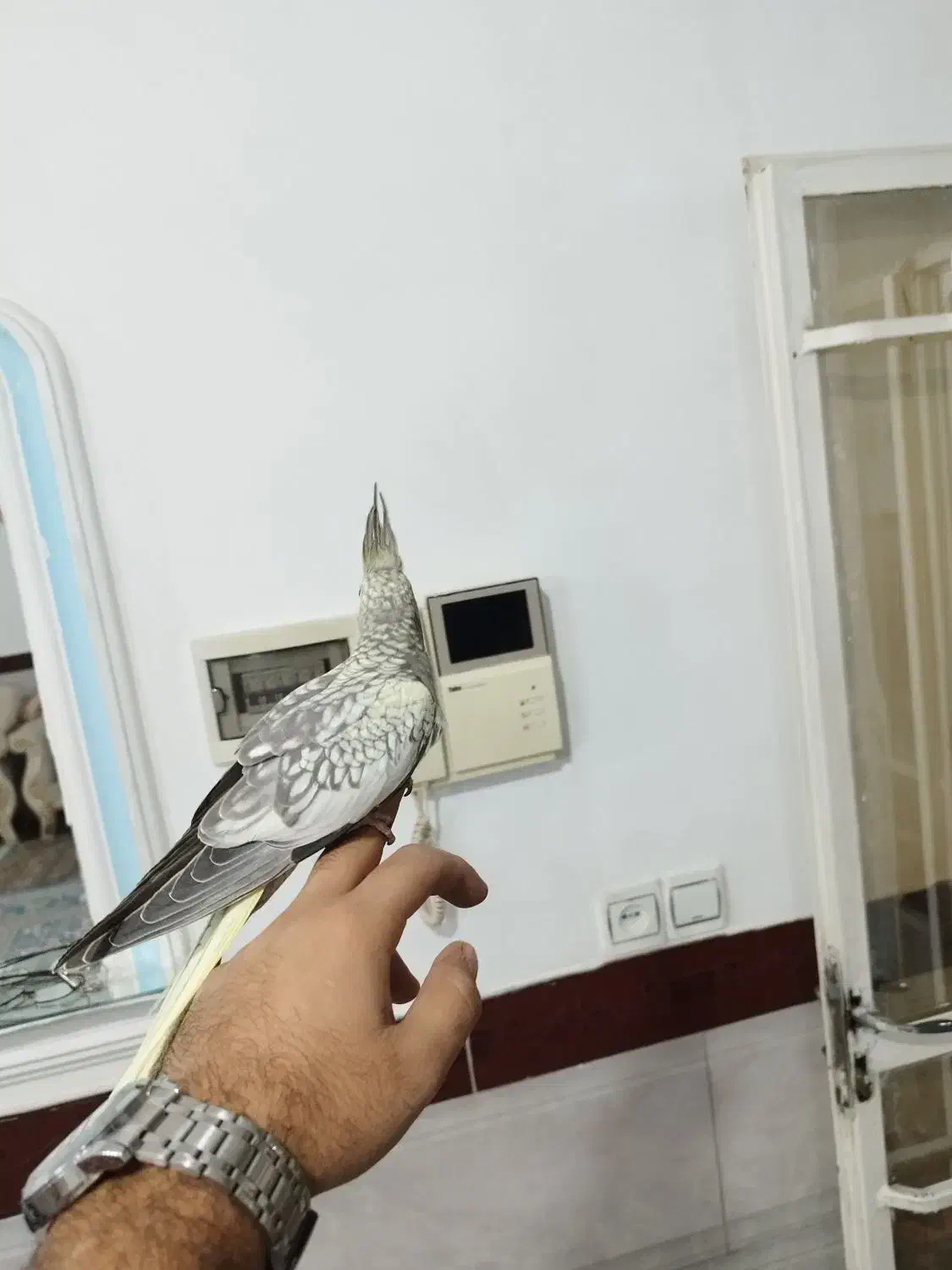 عروس هلندی نر تقریبا دوماهه|پرنده|کرج, شهرک سهرابیه|دیوار