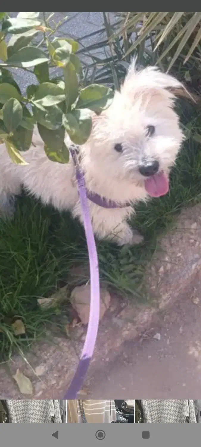 واگذاری سگ|سگ|مشهد, دانشجو|دیوار