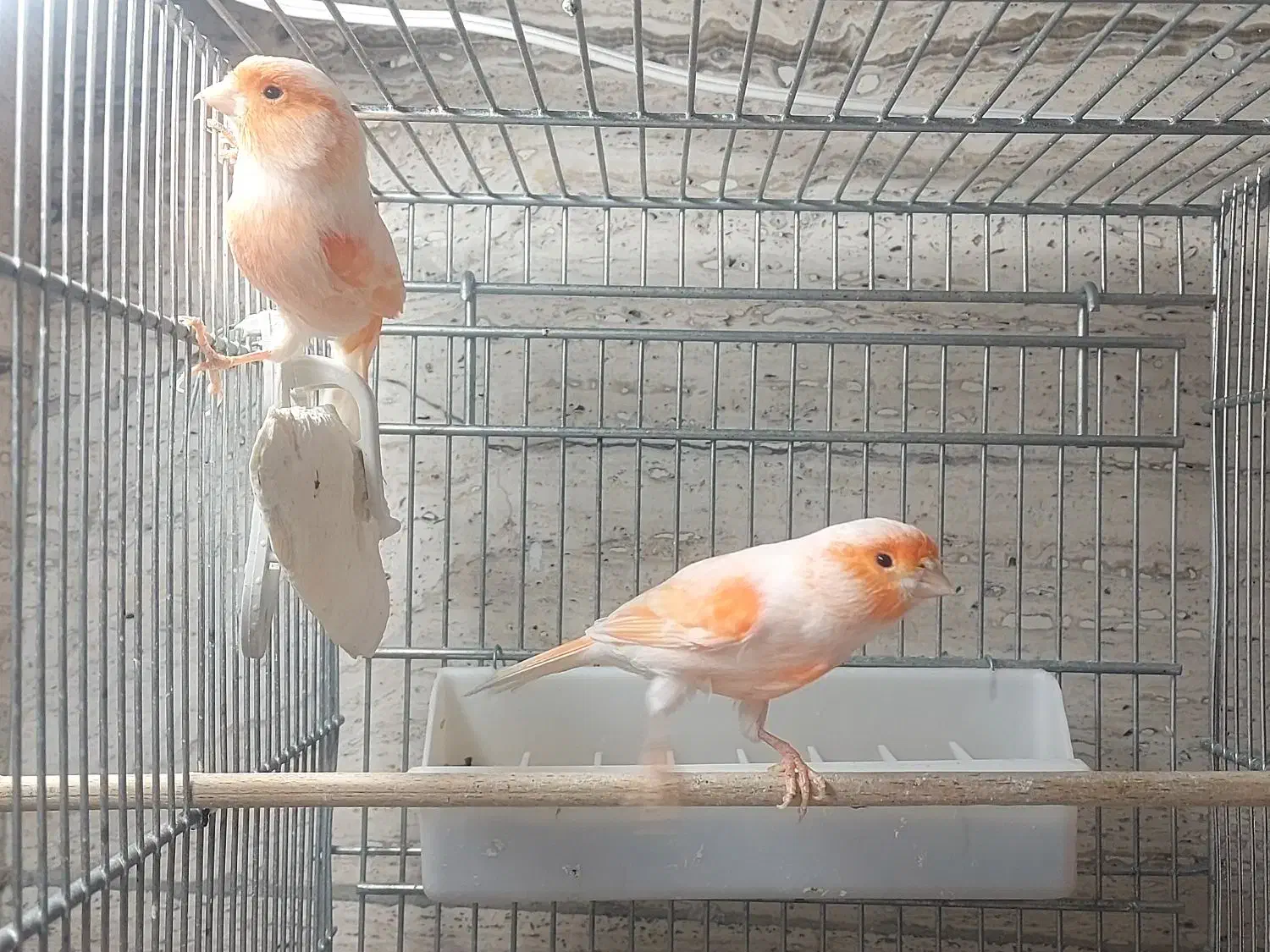 قناری سوپری پرتقالی وموزاییکی،ورسمی بلند|پرنده|تهران, مینی‌سیتی (شهرک نفت)|دیوار