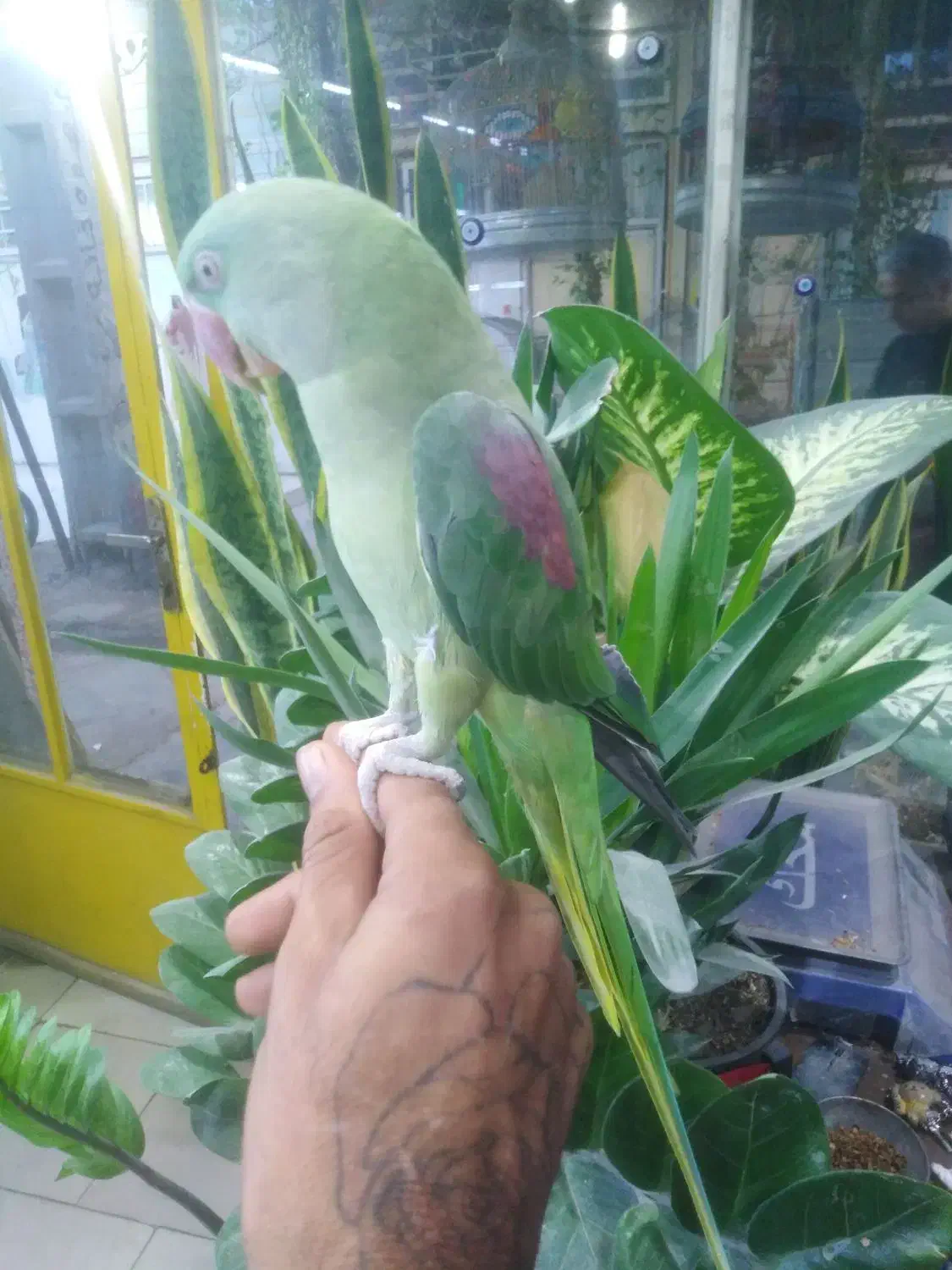 شاه طوطی|پرنده|امیدیه, |دیوار