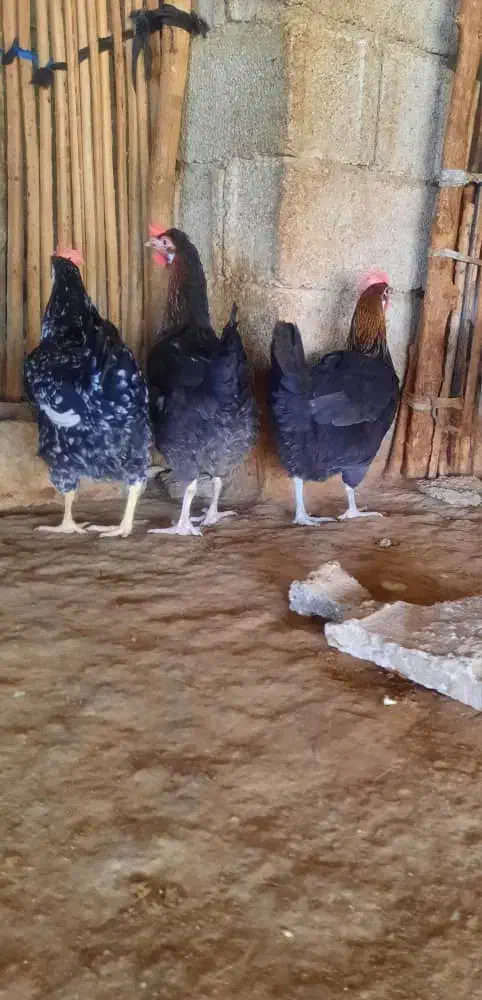 مرغ و خروس محلی در بخش شبانکاره|حیوانات مزرعه|شبانکاره, |دیوار