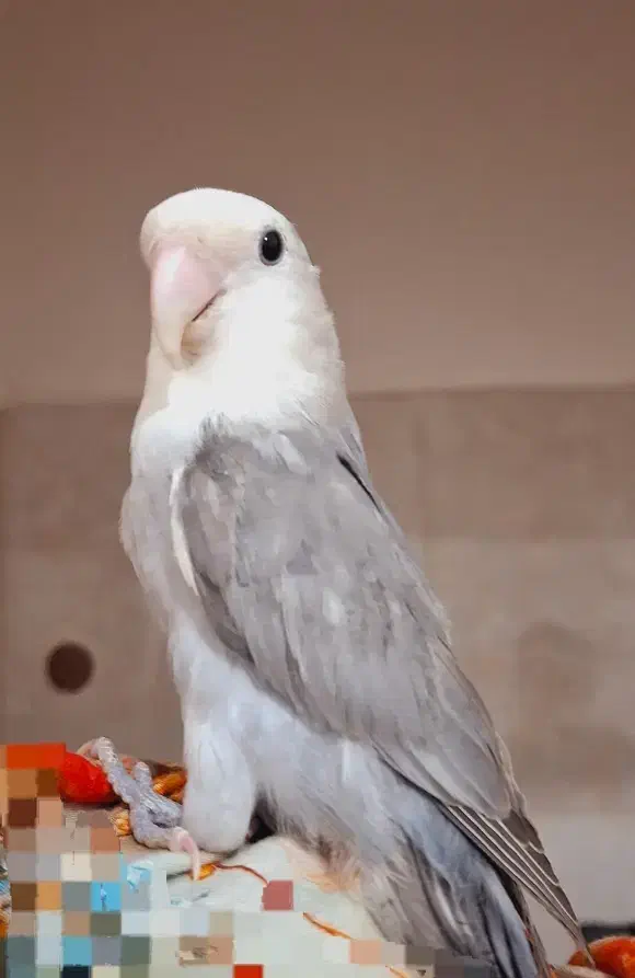 کوتوله طوسی|پرنده|یزد, |دیوار