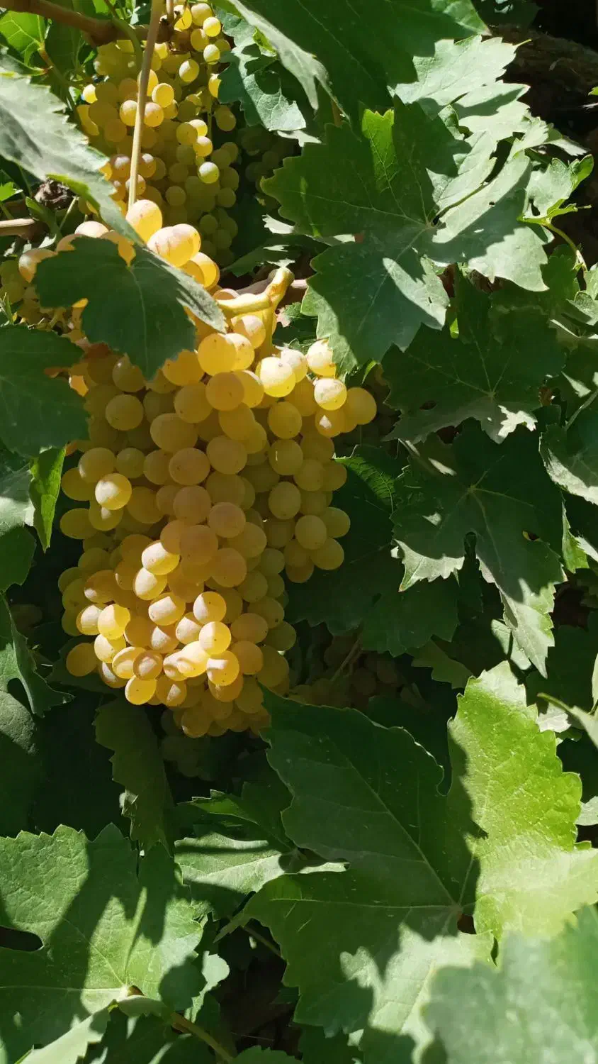 نهال انگور فخری|خدمات باغبانی و درختکاری|کامیاران, |دیوار