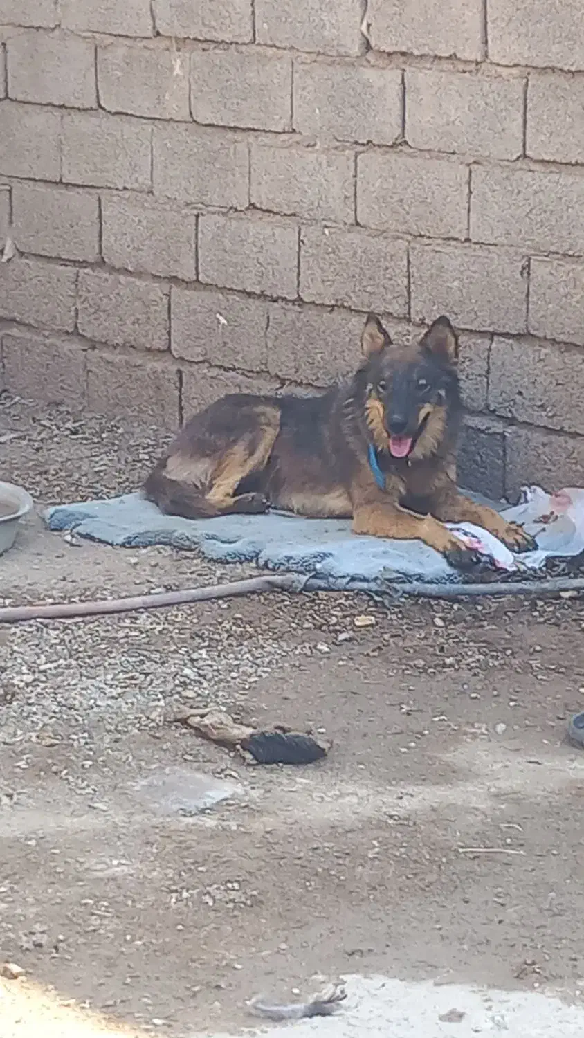 سگ گورگ|سگ|آبادان, |دیوار