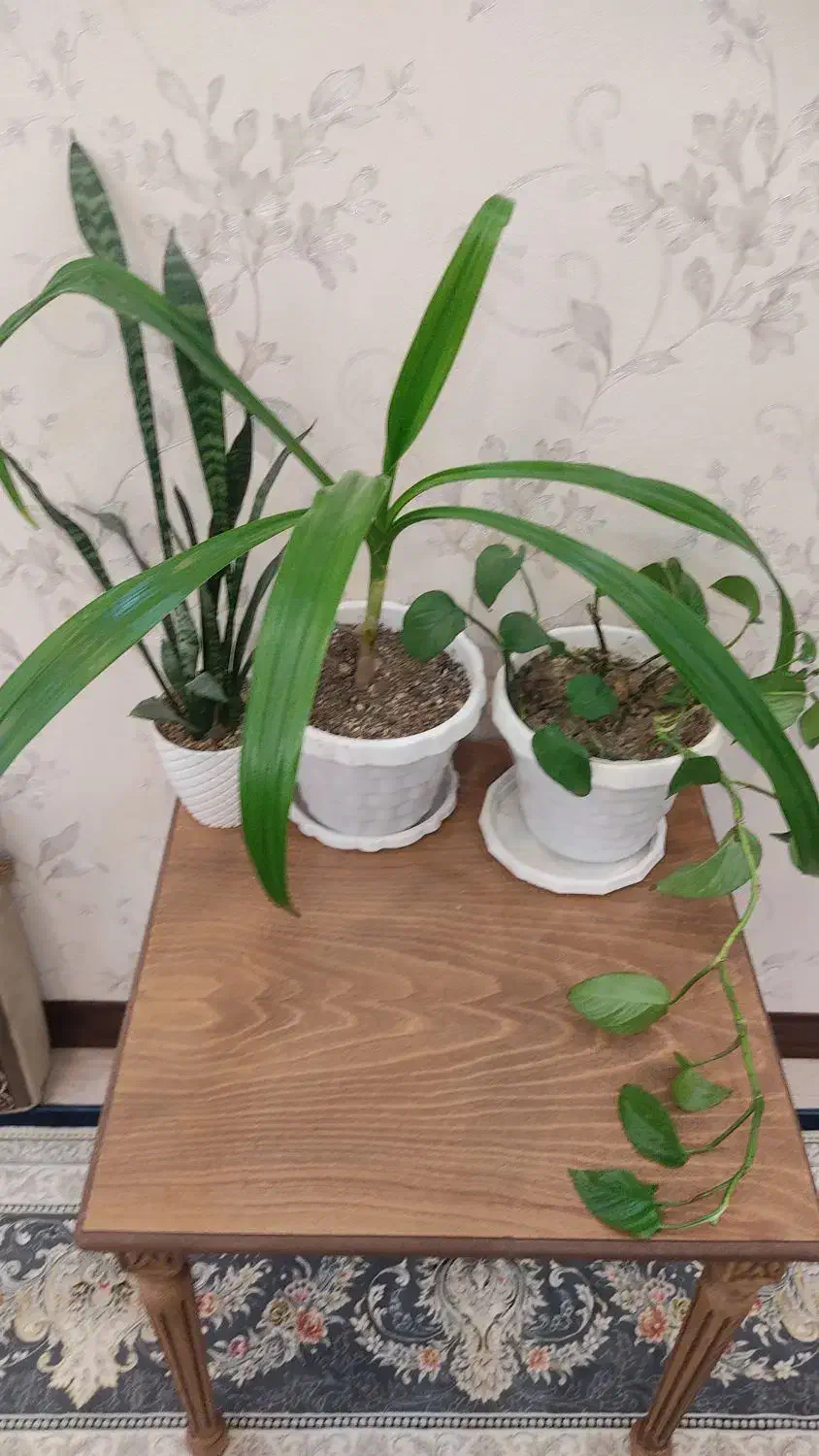 گل آپارتمانی|گل و گیاه طبیعی|فولادشهر, B5|دیوار