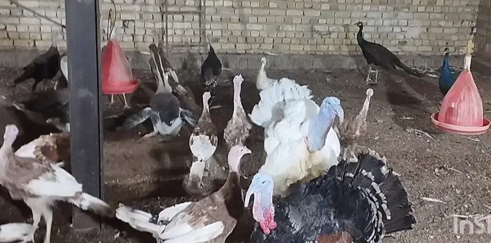 بوقلمون برنز|حیوانات مزرعه|تویسرکان, |دیوار