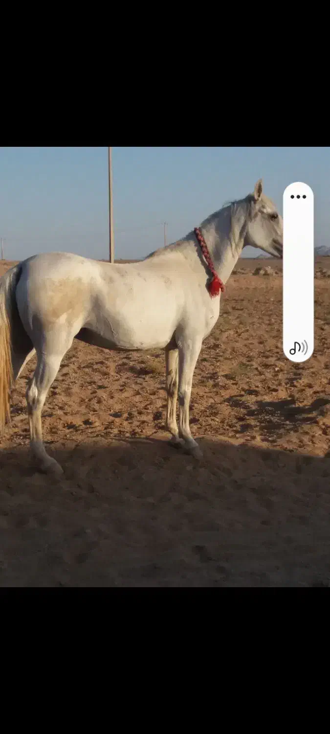 مادیون فروشی|اسب و تجهیزات اسب‌سواری|جرقویه, |دیوار