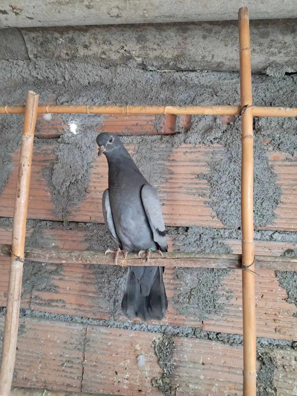 یک جوجه سبز.یک سبزدورگ|پرنده|گرگان, |دیوار