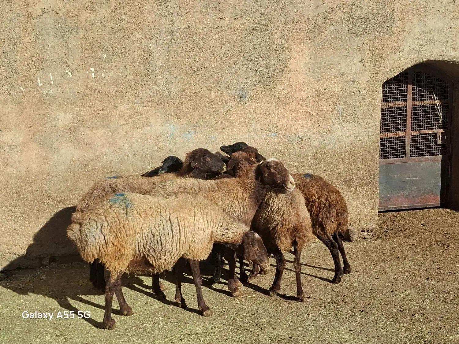 ۸رس میش ابستن داشتی|حیوانات مزرعه|خنداب, |دیوار