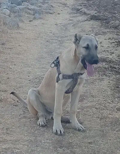 توله سرابی|سگ|چهاردولی, |دیوار