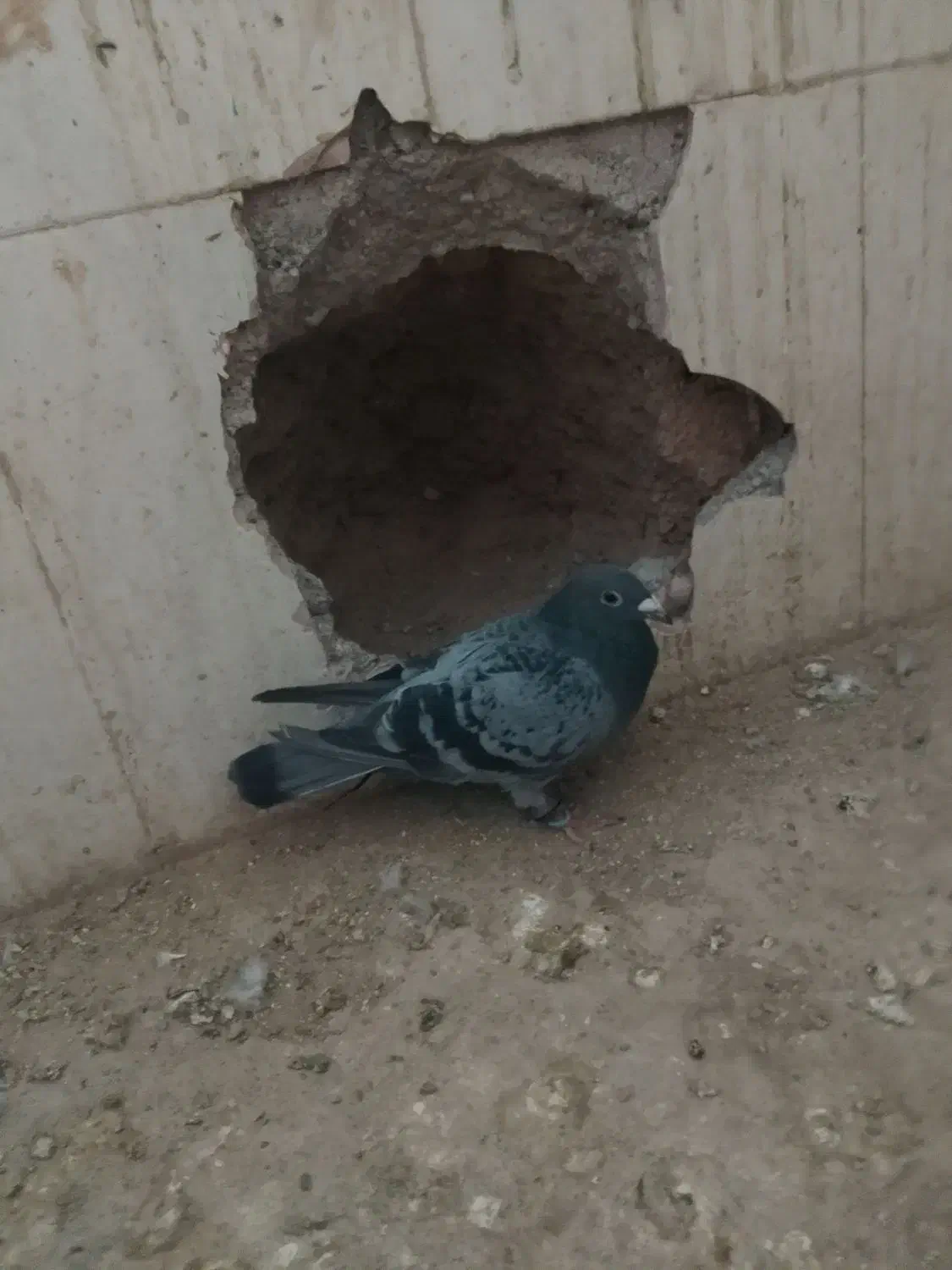 کفتر کبوتر|پرنده|تربت جام, معدآباد|دیوار