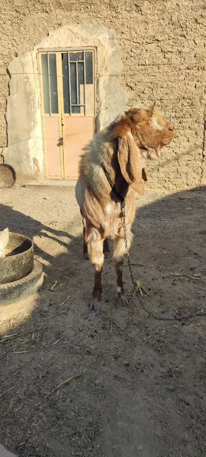 بز نر نسل دار|حیوانات مزرعه|هامون, |دیوار