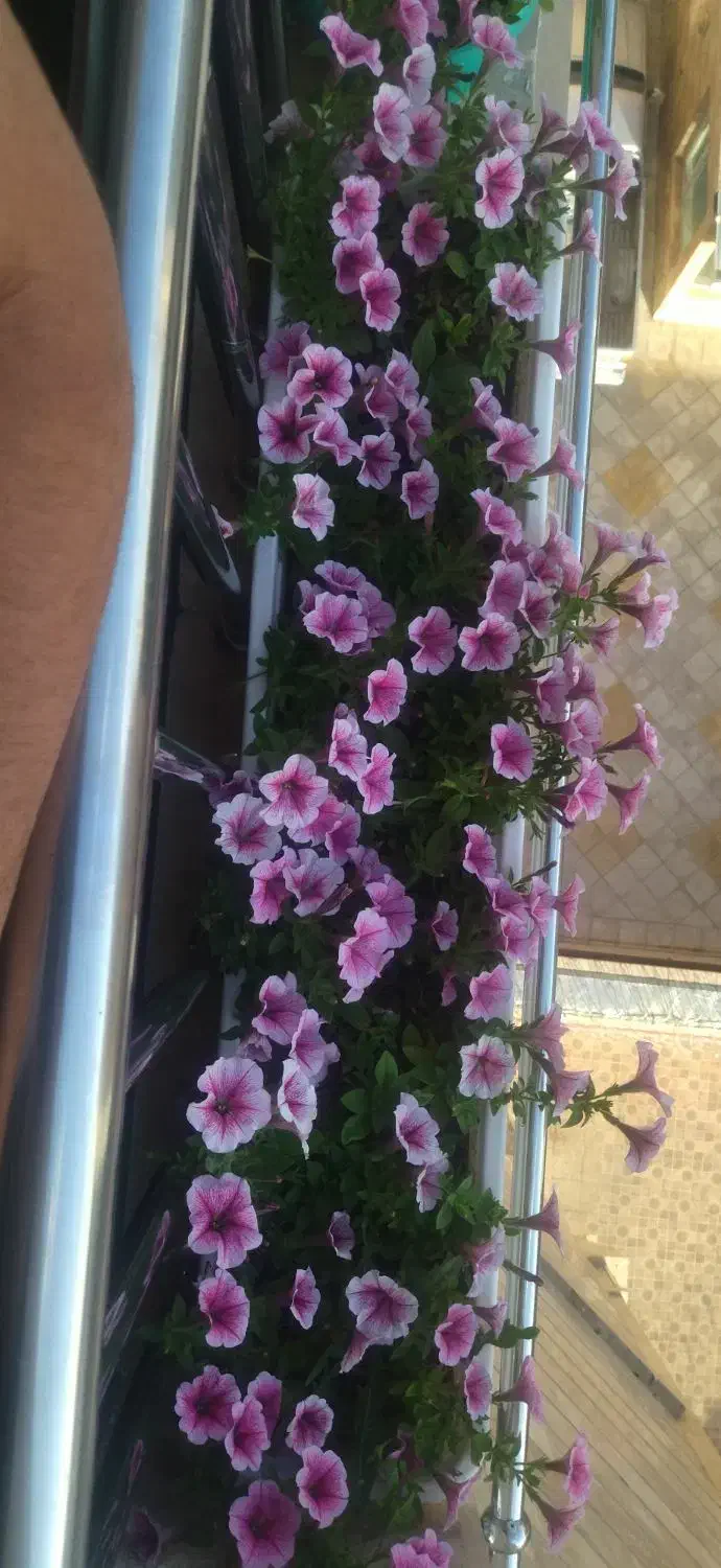 جامانده|اشیا|نیشابور, بنیاد شهید|دیوار